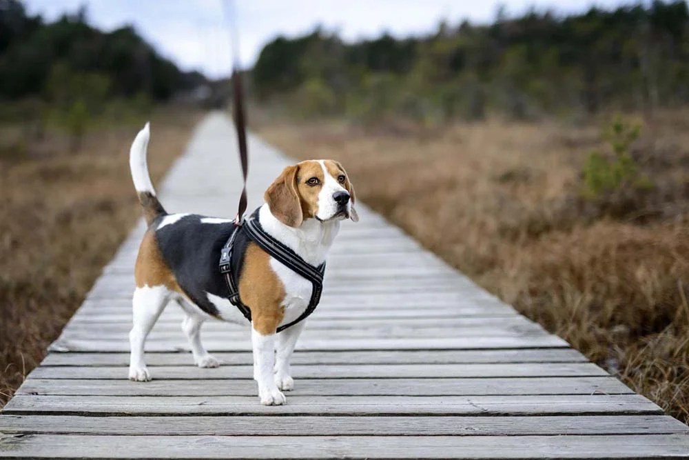 O cachorro Beagle é muito ativo e precisa de passeios