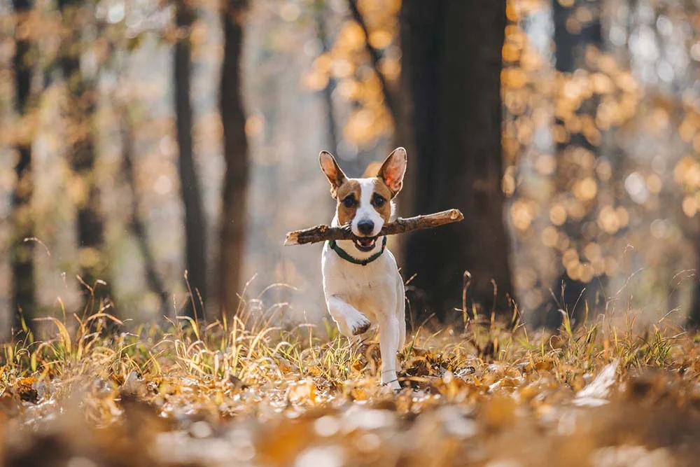 Jack Russell Terrier: raça é companheira e energética