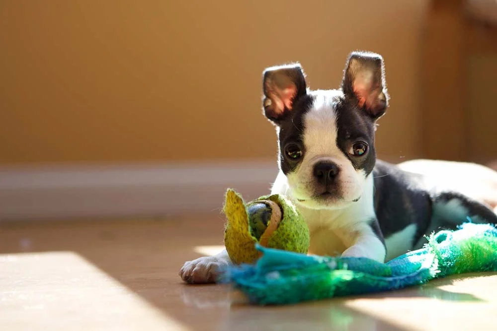 O Boston Terrier costuma ser confundido com o Bulldog Francês, mas tem suas diferenças
