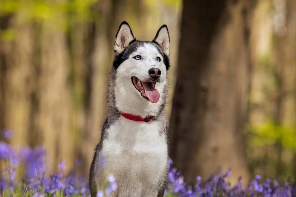 Husky Siberiano: cachorro impressiona com sua beleza