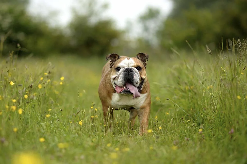 O Bulldog Inglês tem a fama de preguiçoso, mas é muito sociável e brincalhão
