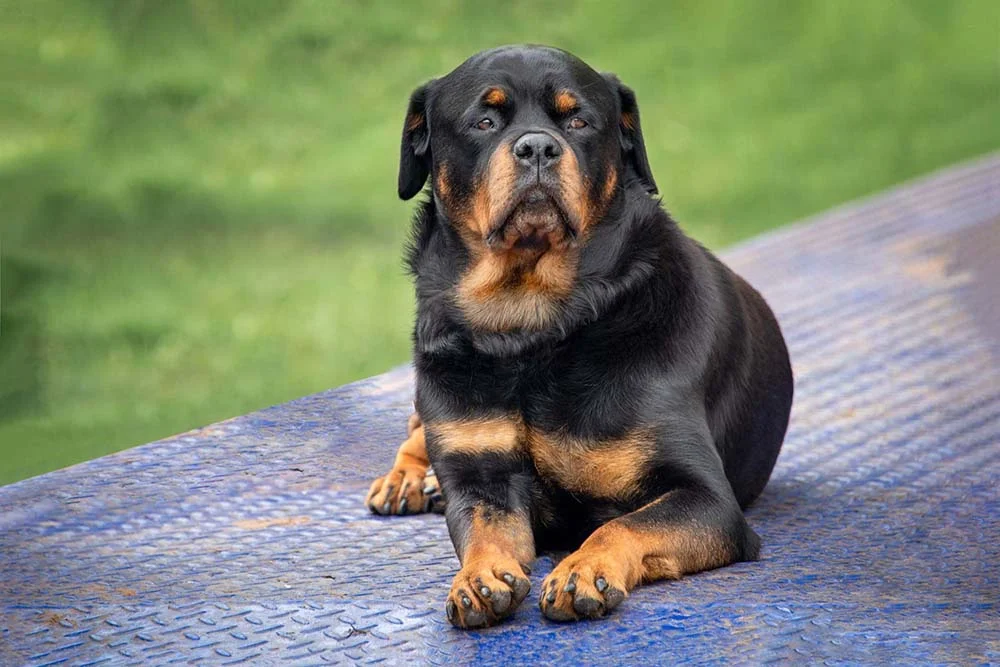 Rottweiler: cachorro tem fama de mau