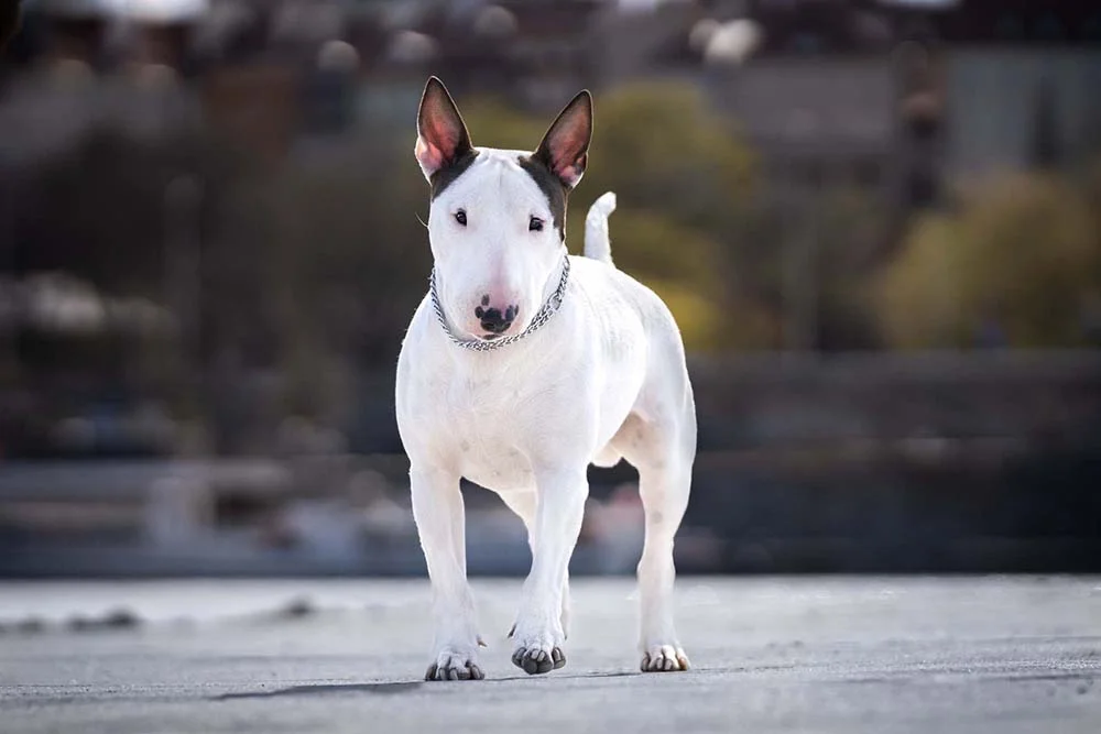 Bull Terrier: raça de cachorro é muito determinada