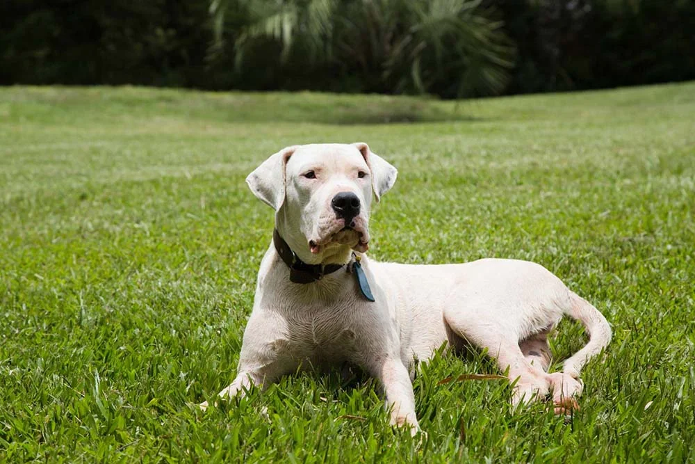 Dogo Argentino: cãozinho branco é o único possível