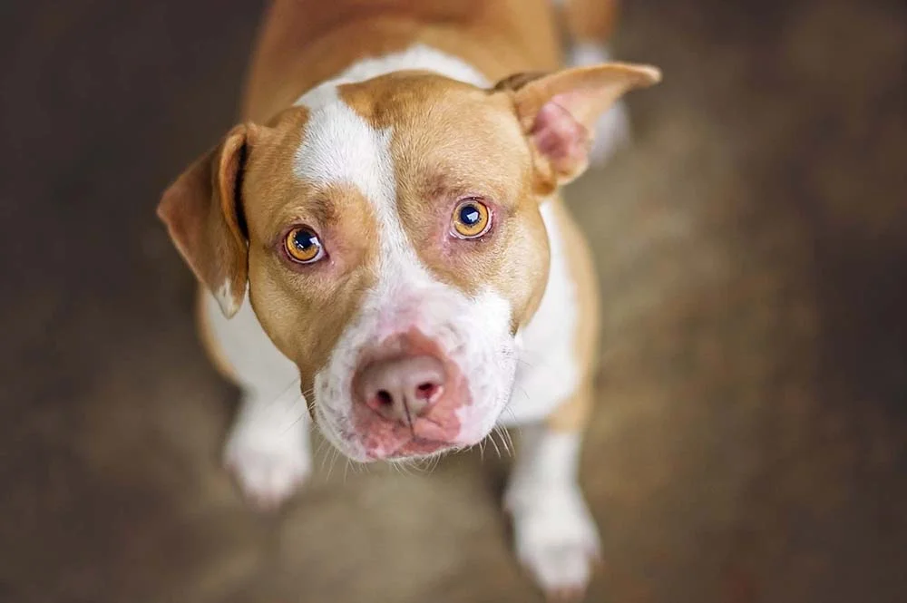 Cachorro para apartamento: Pitbull é bem obediente com os donos