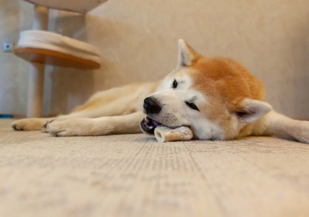 Cachorro para apartamento pequeno: Akita pode ser a opção ideal