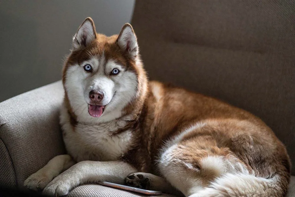 Cachorro para apartamento: Husky é uma opção que pode ser pensada