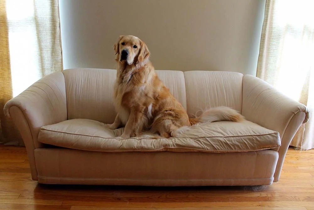 O Golden Retriever é um cachorro para apartamento que requer atenção com as articulações