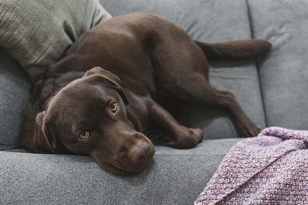 Cachorro para apartamento pequeno: Labrador é um dos que se adapta