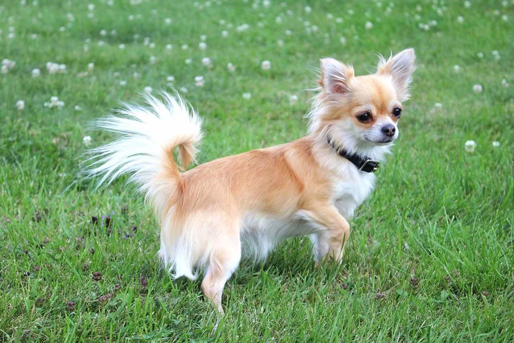 O menor cão do mundo é super ativo e brincalhão