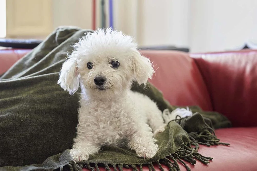 O Bichon Frisé é uma das menores raças de cachorro perfeitas para apartamentos