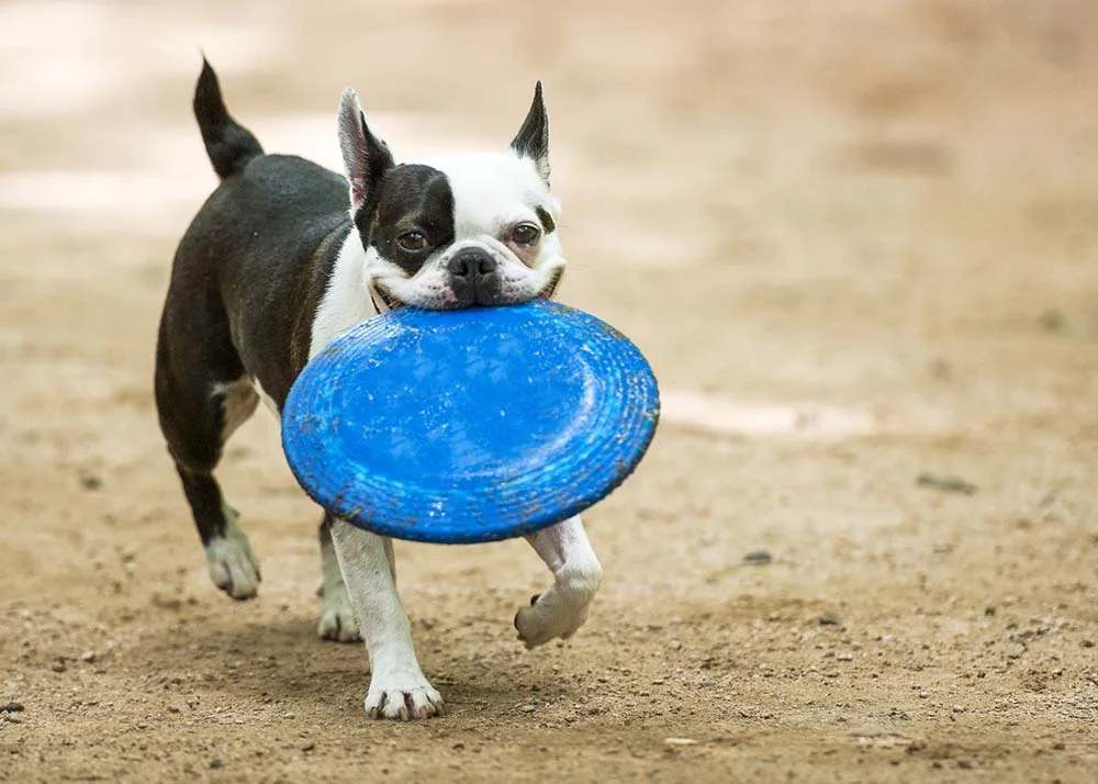  Raças de câes pequenos como o Boston Terrier precisam de cuidados especiais no verão
