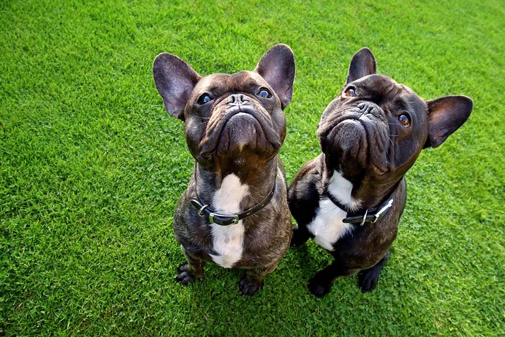 Buldogg Francês é uma raça de cachorros pequenos com tendência a problemas respiratórios