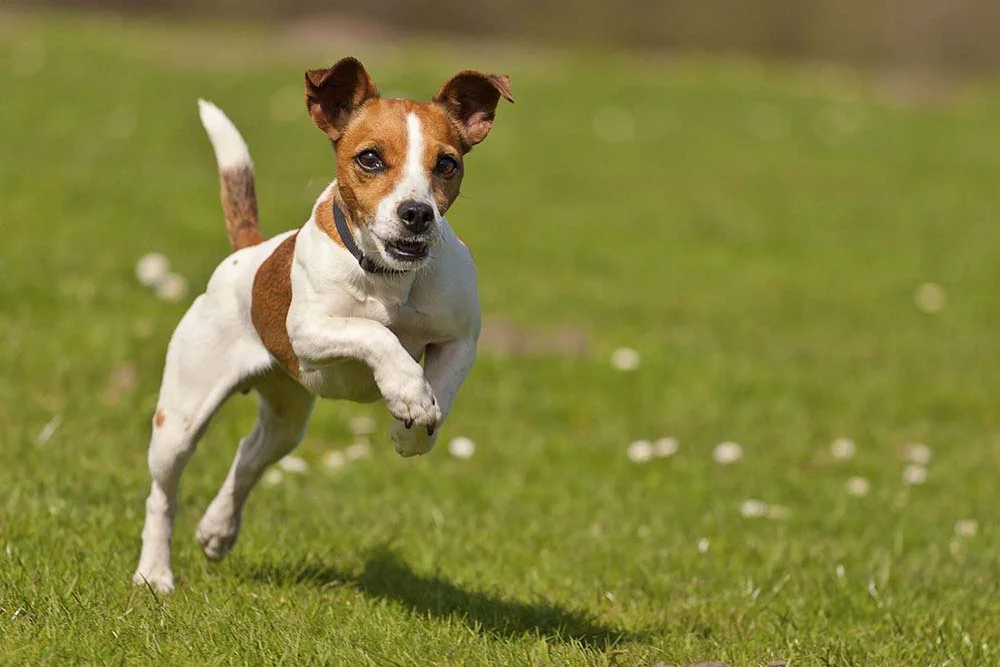 Cachorros pequenos da raça jack Russel Terrier são considerados uns dos mais inteligentes que existem