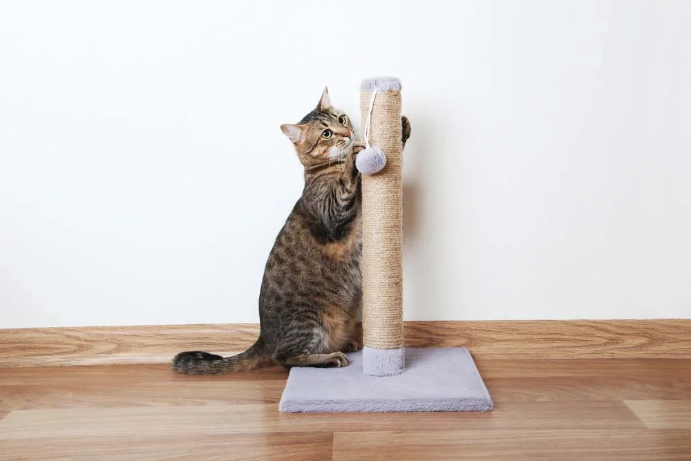 Como fazer arranhador para gatos: tubo de PVC encapado com corda de sisal.
