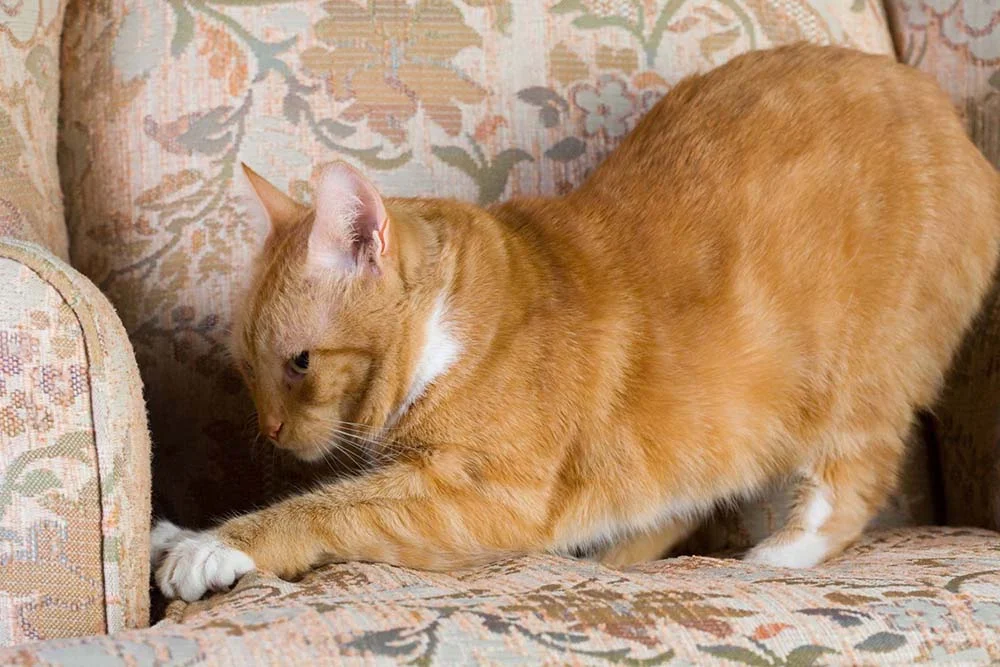 Arranhador para gatos: sofá é um dos móveis preferidos dos bichanos para arranhar.