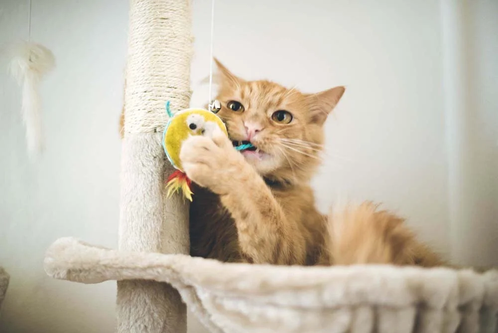 Arranhador para gatos pode conter outros brinquedos para se tornar ainda mais atrativo.
