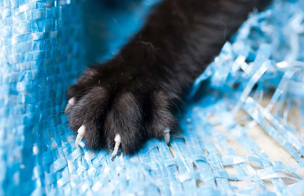 Arranhador de gato serve para lixar e afiar as unhas do felino.