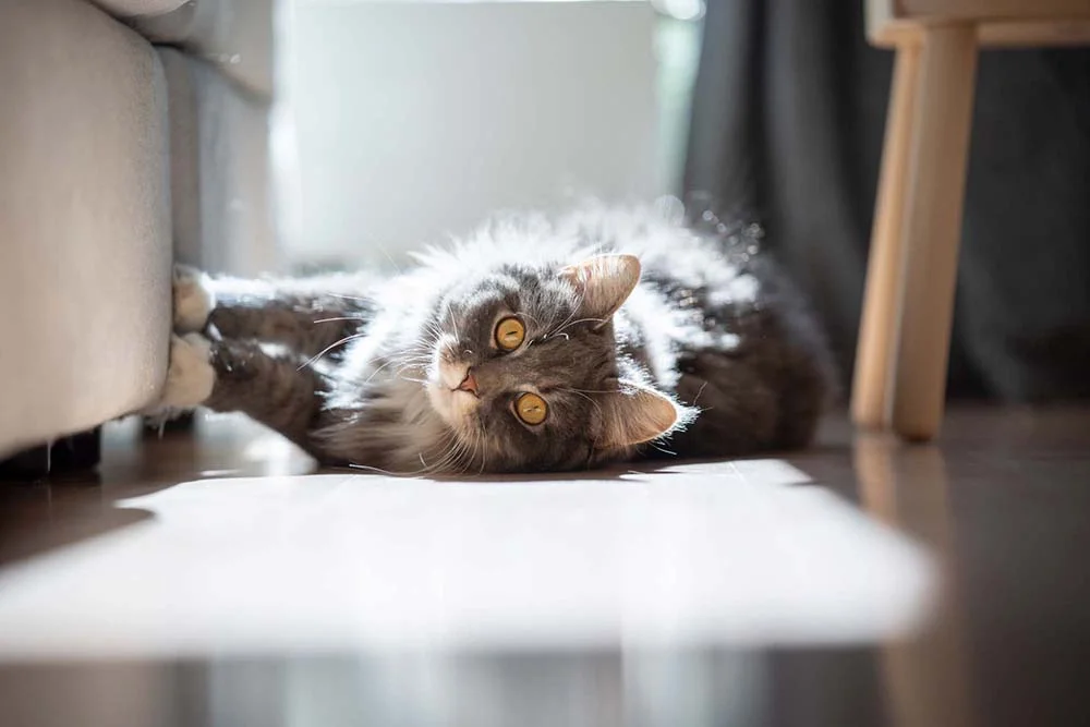 Arranhador para gatos: sofá danificado pelas unhas do gato é um problema para muitos tutores.