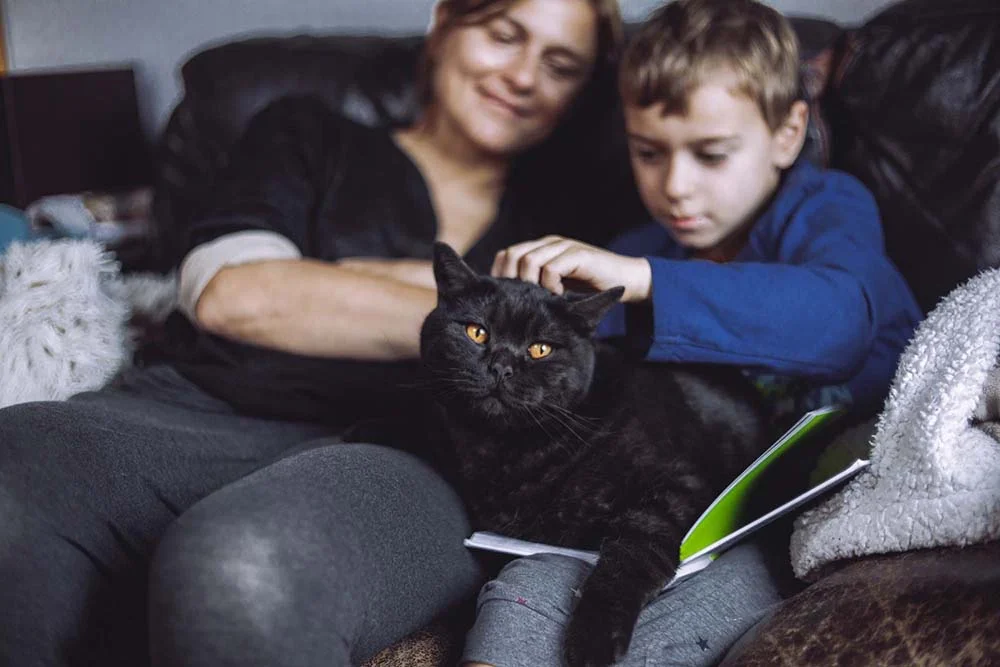 O que fazer para os gatos não arranhar o sofá: tente não deixar o bichano sozinho no móvel.