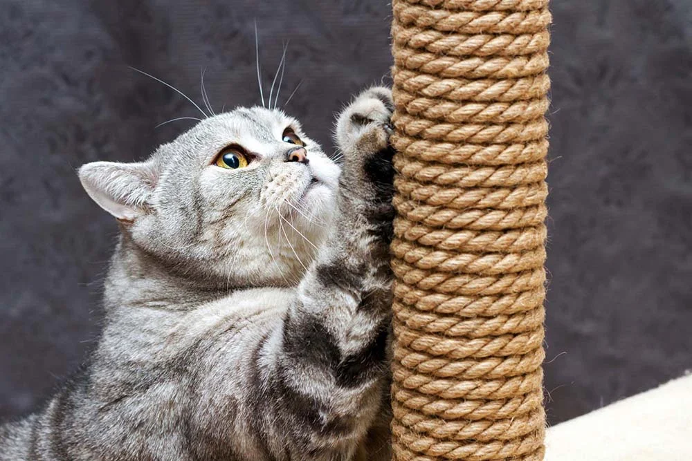 Arranhador de gato com corda de sisal é muito satisfatório para o bichano.