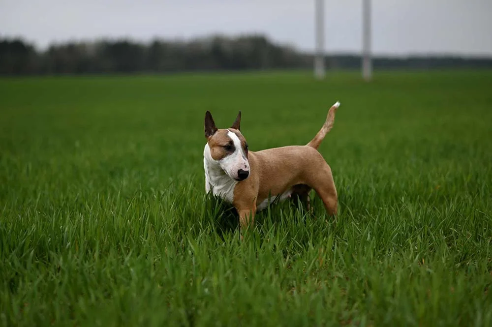 Bull Terrier caramelo e branco andando no gramado