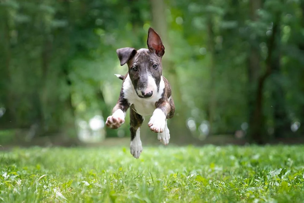 Bull Terrier pulando no parque