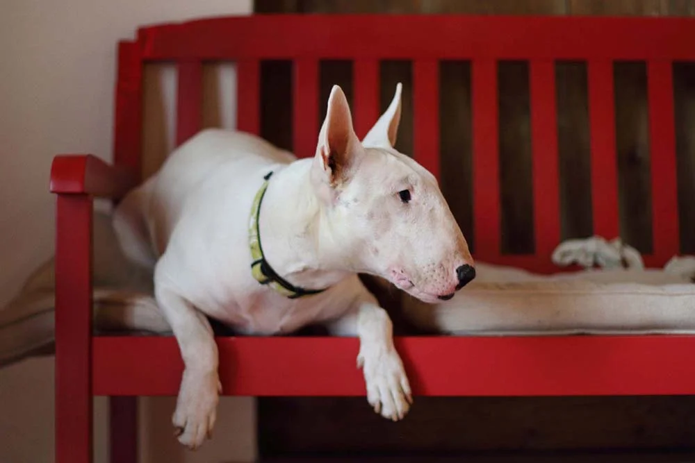 Bull Terrier deitado em banco vermelho