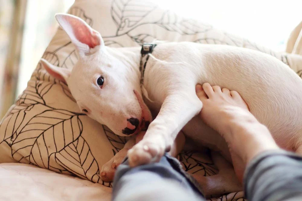 Bull Terrier recebendo carinho de pessoa com o pé
