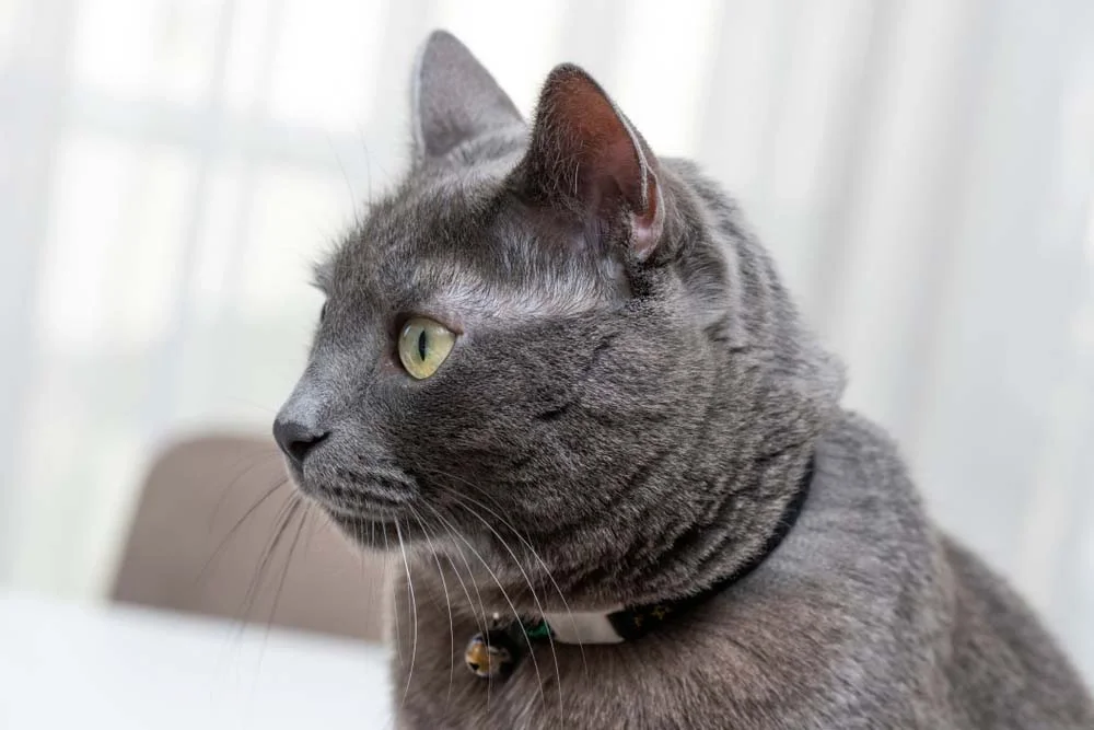 Gato cinza: olho verde brilhante são uma marca do Korat
