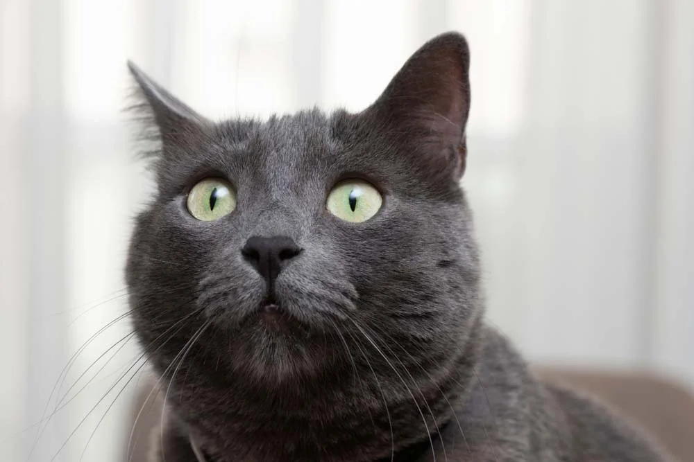 O gato cinza filhote precisa ser socializado para lidar bem com pessoas e animais estranhos