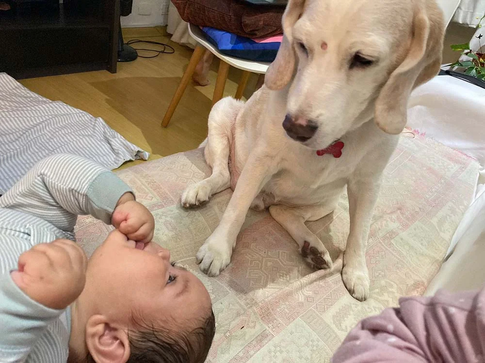 Os primeiros dias entre bebê e pet foram de estranheza e respeito vindos do Beagle