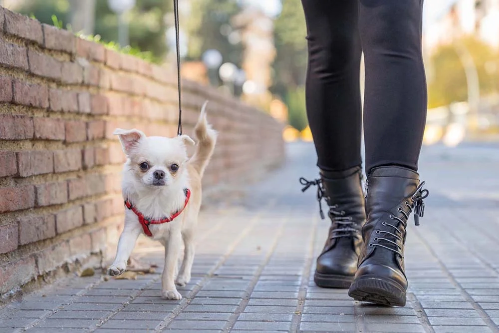 Cachorro Chihuahua passeando na rua