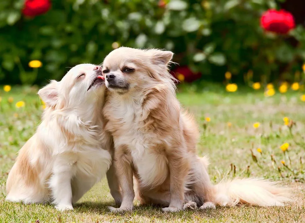 Dois Chihuahuas fazendo carinho um no outro