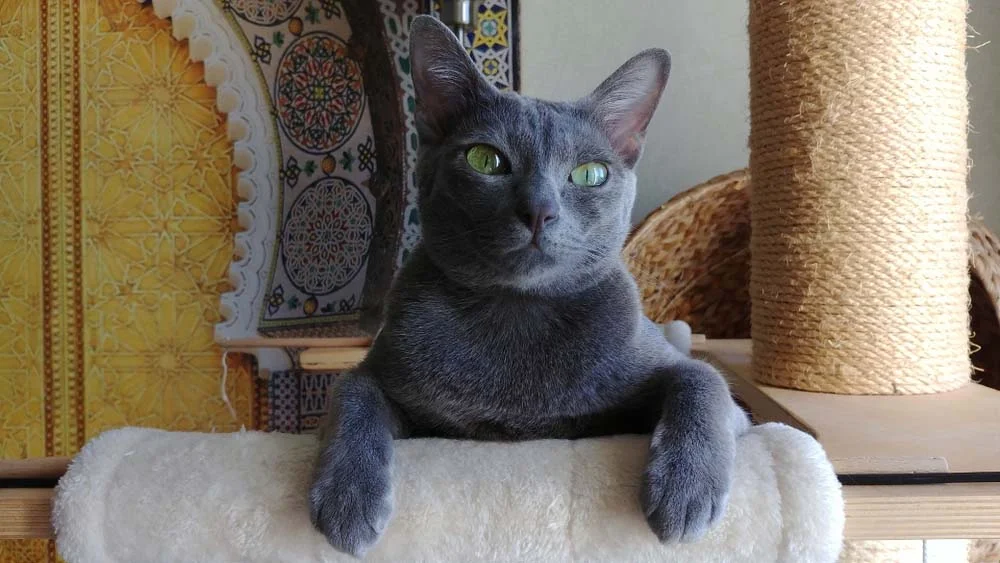 O gato Korat fica com o pelo cinza azulado na claridade
