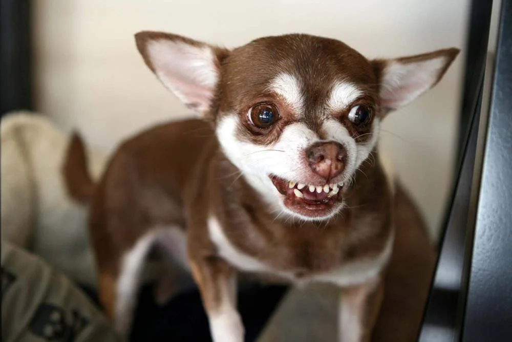 Chihuahua com dentes à mostra, bravo