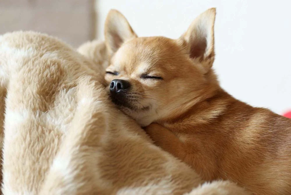 Cachorro Chihuahua dormindo