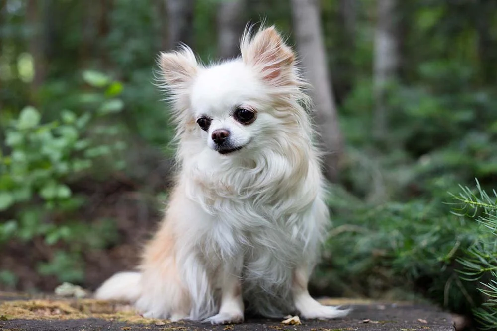 Chihuahua  sentado ao ar livre em floresta