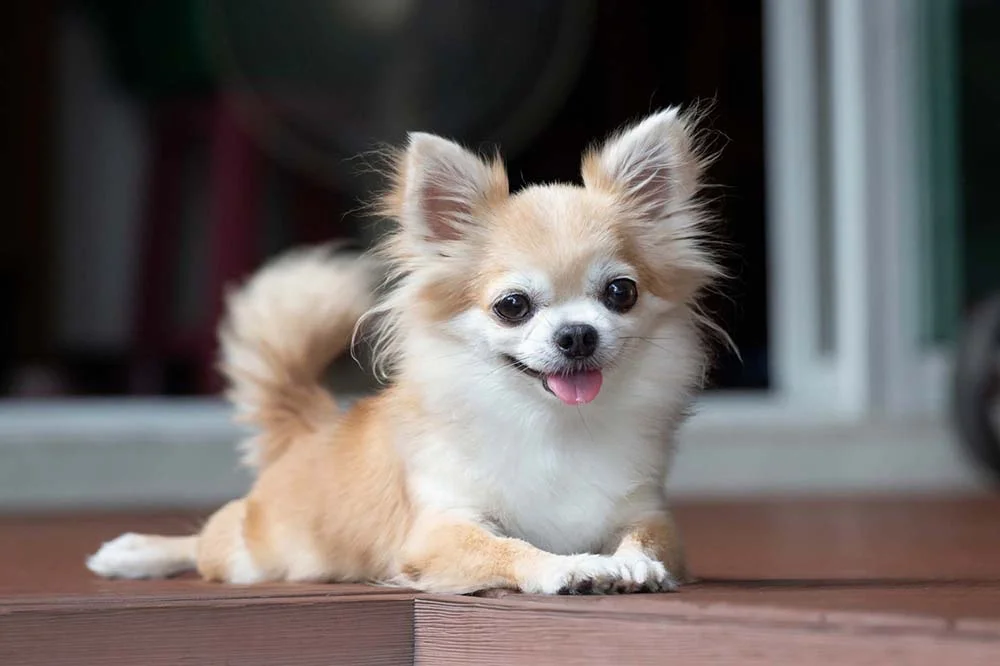 Chihuahua deitado em piso de madeira