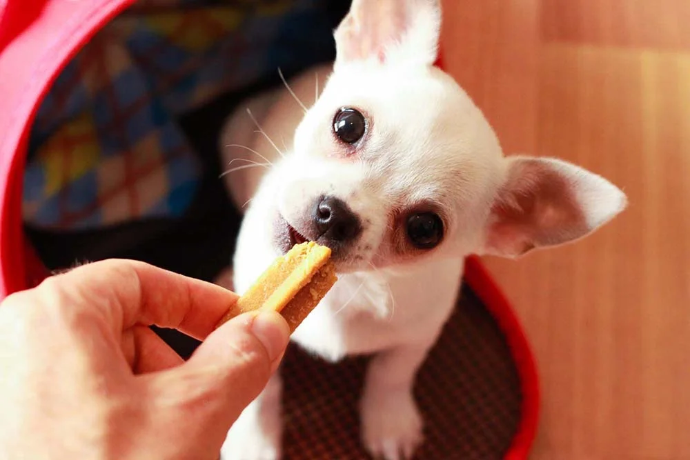 Cachorro Chihuahua comendo um petisco