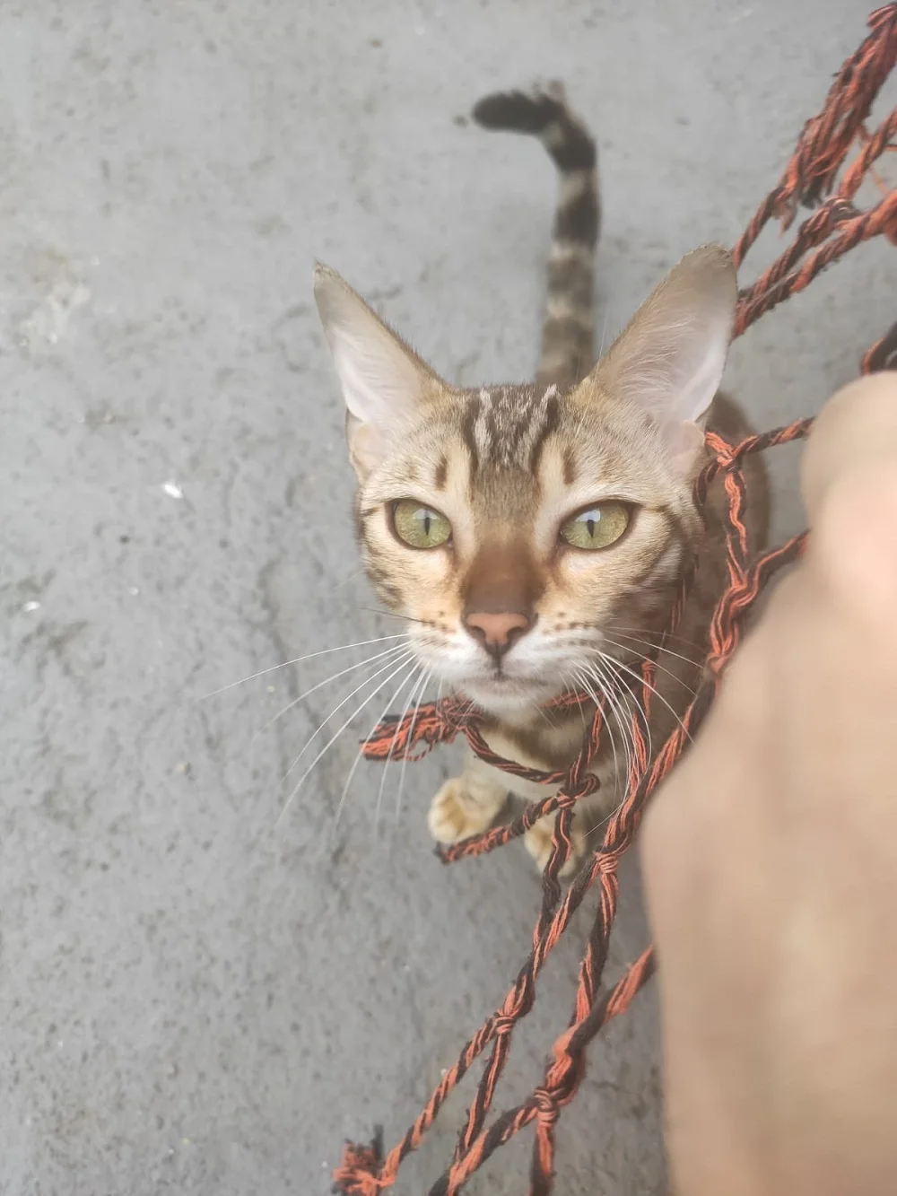 Gato Bengal: Poliana gosta de ser desafiada com brincadeiras de caça