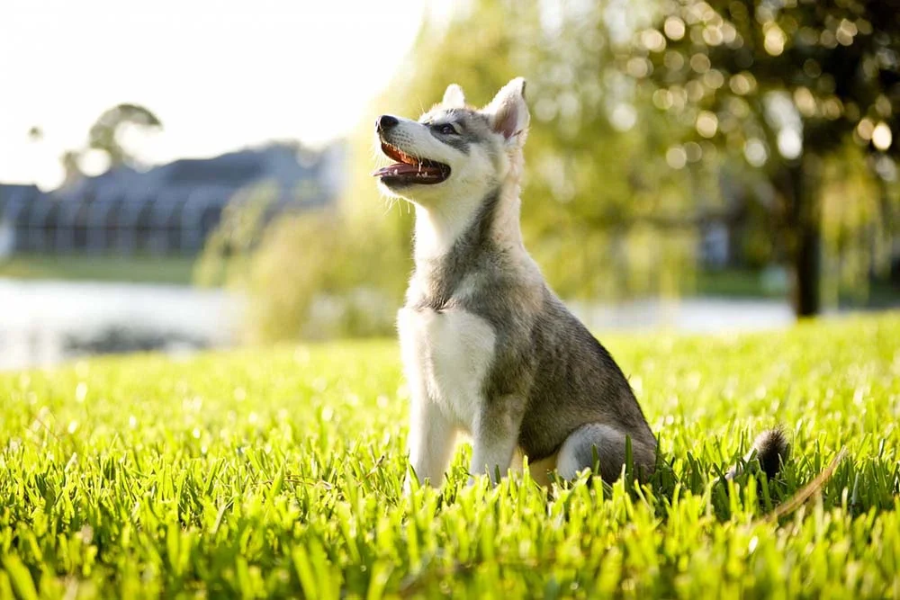 Raça mini: cachorro Alaskan Klee Kai lembra o Husky Siberiano