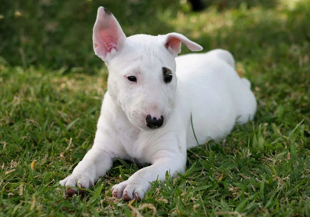 Mini cão: raças como o Bull Terrier mini fazem sucesso