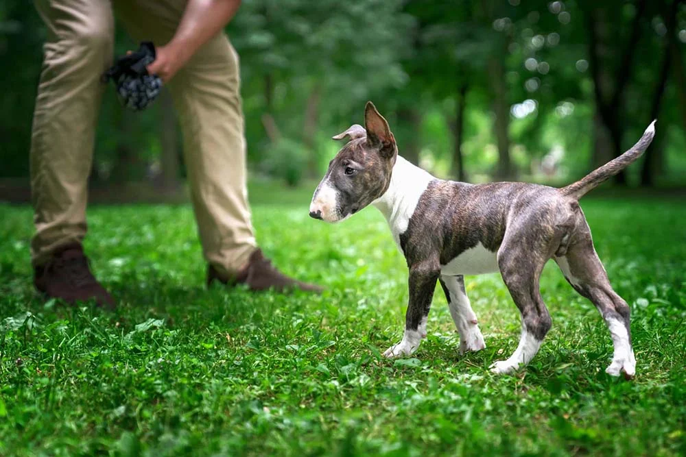 Mini raças de cachorro: Bull Terrier tem versão em maior e menor tamanho