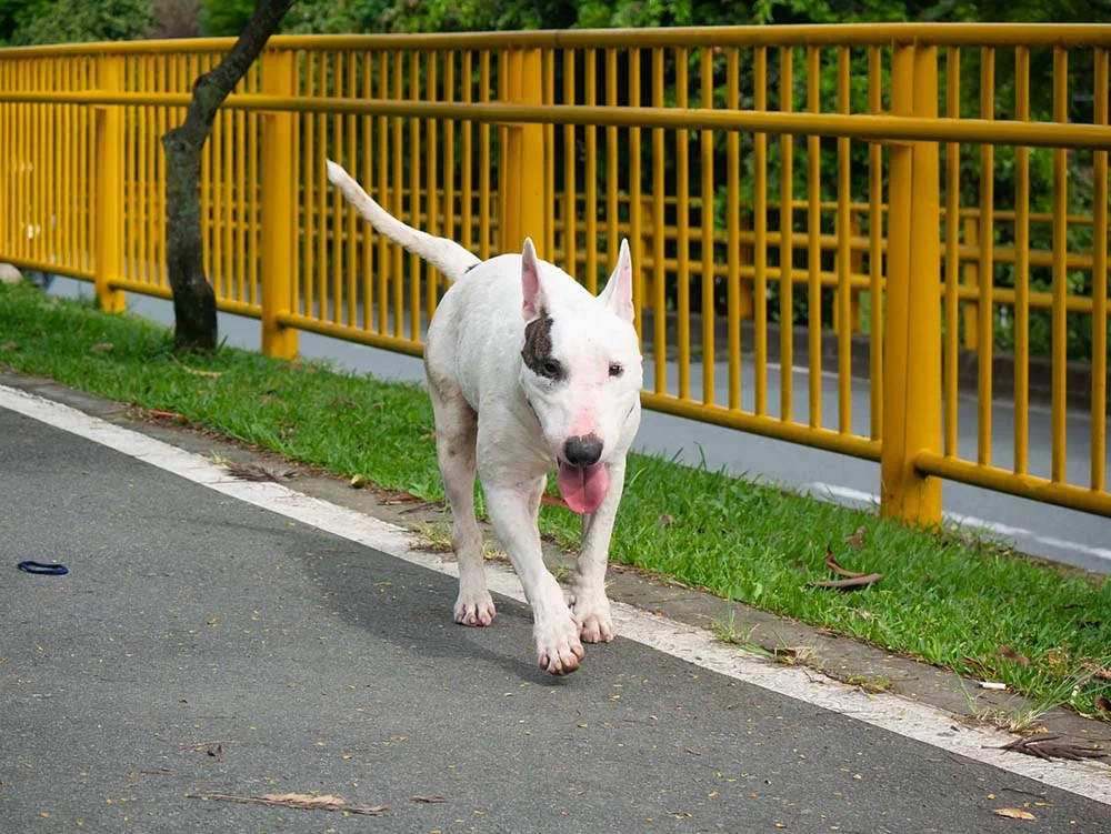 O mini cachorrinho de verdade Bull Terrier tem uma aparência única
