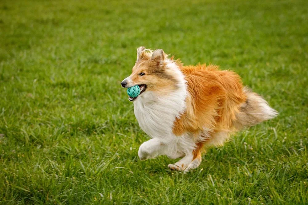 Mini Lassie: raça Pastor-de-shetland é bem ativa