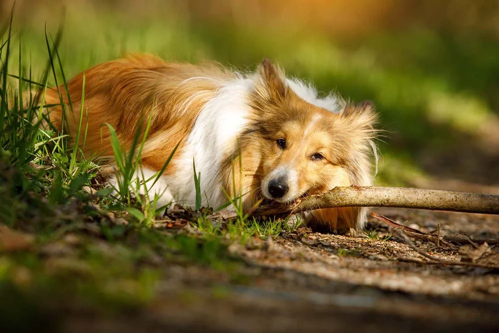 Raça Lassie miniatura: é impossível não se apaixonar