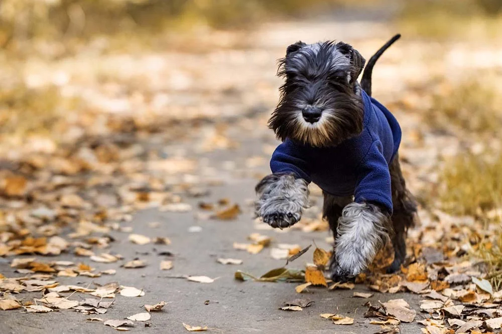 Raças de cachorro mini: o Schnauzer precisa de passeios diários