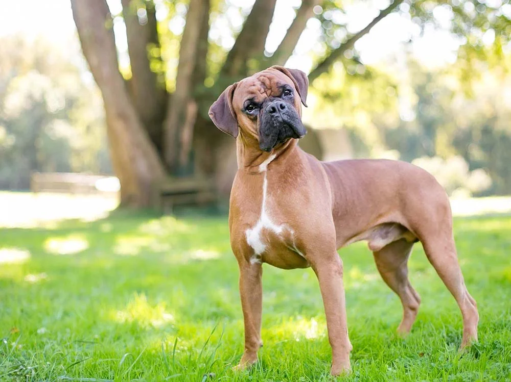Cachorros muito fofos: o Boxer, mesmo com a carinha emburrada, tem seu carisma