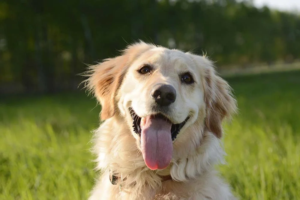 Raça de cachorro mais carinhosa: o Golden Retriever é usado em terapias